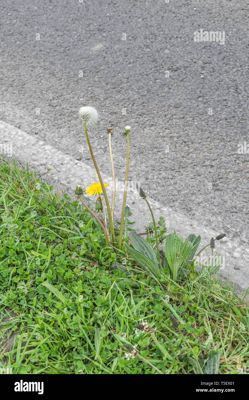 Löwenzahn/Taraxacum officinale in der Blüte im Gras. Lässt essbar als Futter, Kaffee aus Wurzeln, Marmelade und Wein, der mit Blumen zubereitet wird. Stockfoto