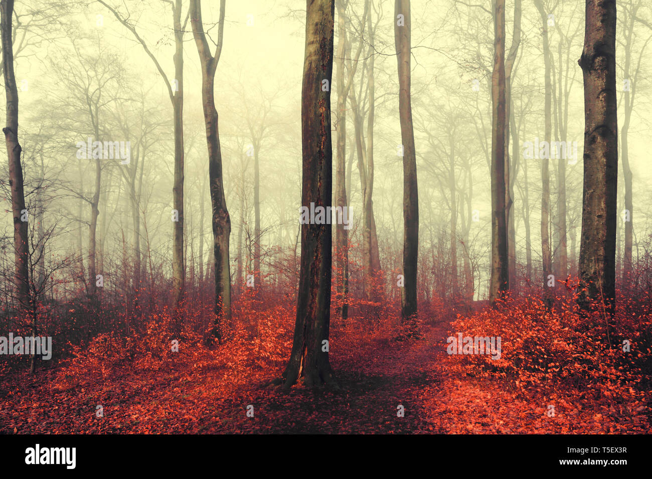 Herbst Wald, rote Blätter Stockfoto