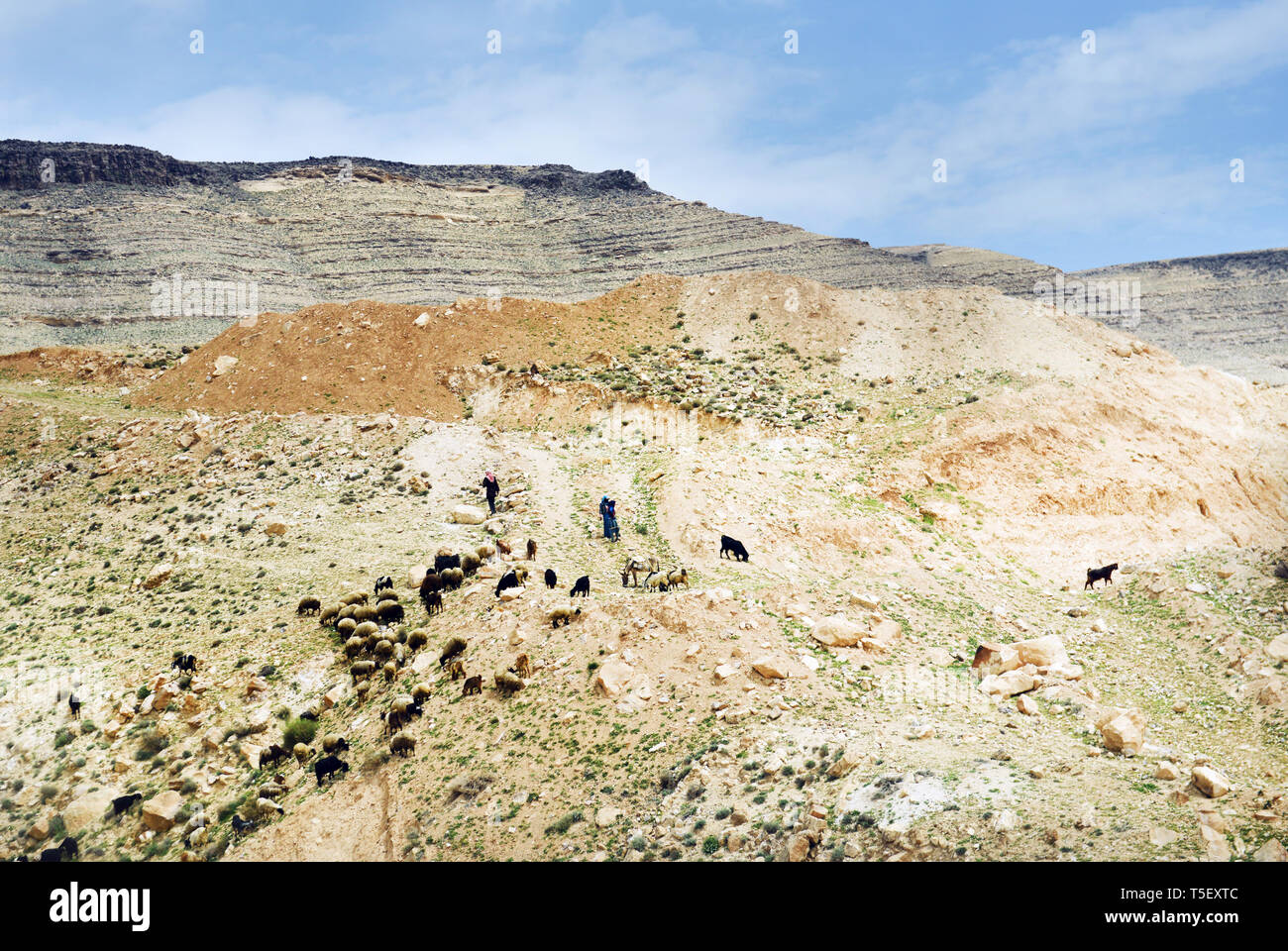 Eine Ziege Herder Beduinen in Jordanien. Stockfoto