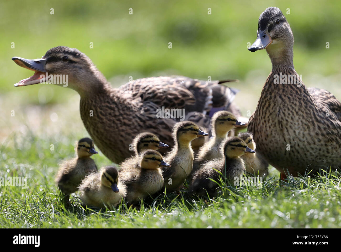 Eine Henne escorts Ihr neu geboren Entenküken über den Rasen auf den ummauerten Garten auf Jeremys in Borde Hill Gardens in der Nähe von Haywards Heath, West Sussex. James Boardman/Tele Bilder Stockfoto