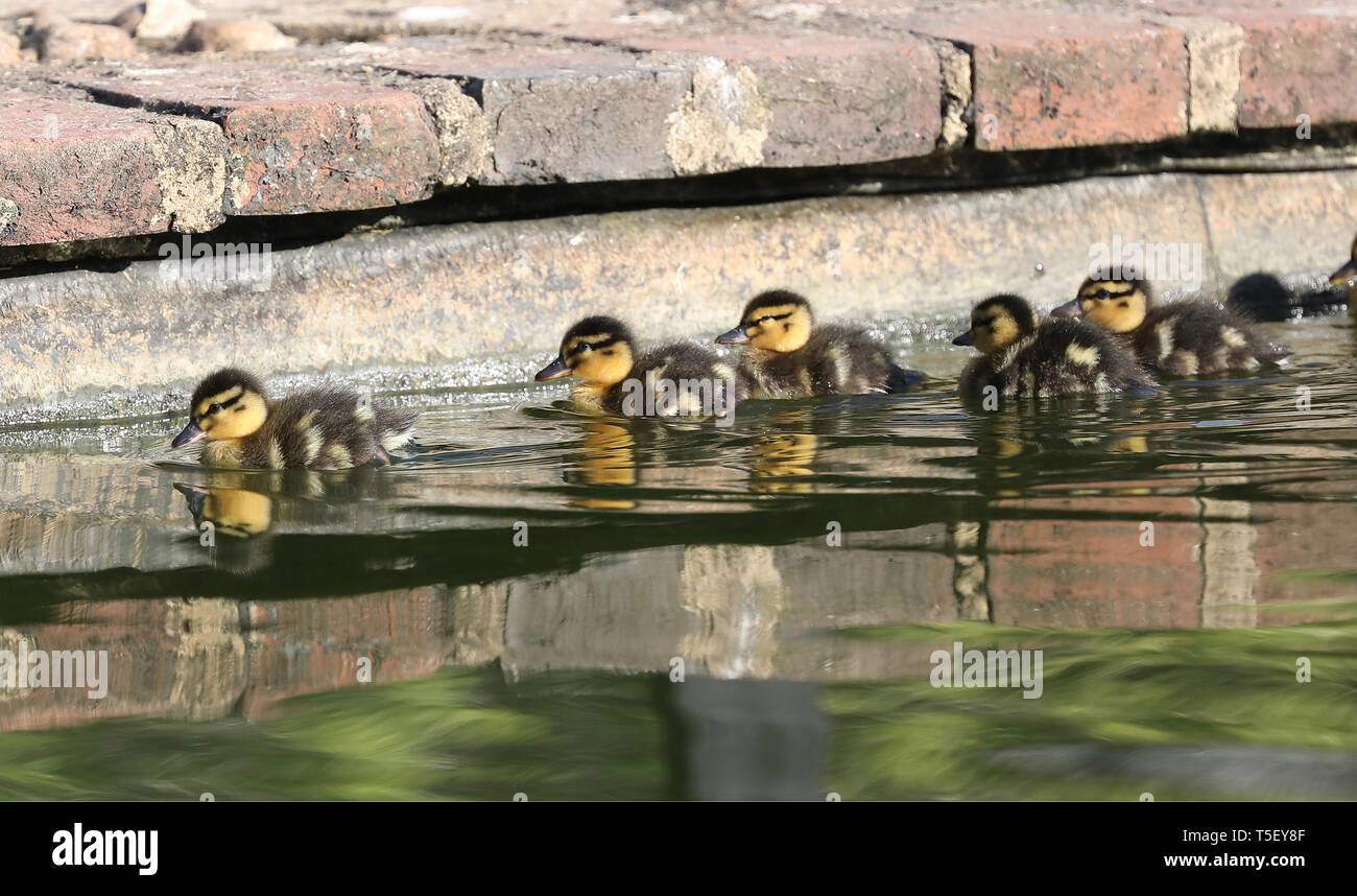 Neu geboren Ostern Entenküken wider, sie treffen zum ersten Mal auf Jeremys zu Wasser bei Borde Hill Gardens in der Nähe von Haywards Heath, West Sussex. James Boardman/Tele Bilder Stockfoto