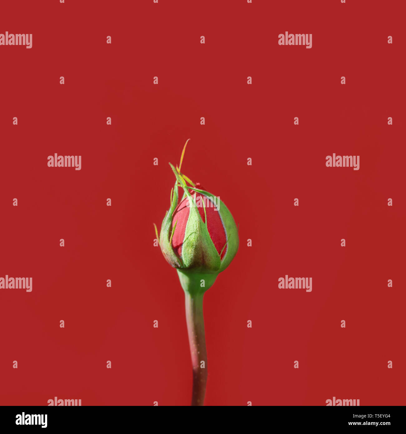 Rose Bud isoliert auf rotem Hintergrund Stockfoto
