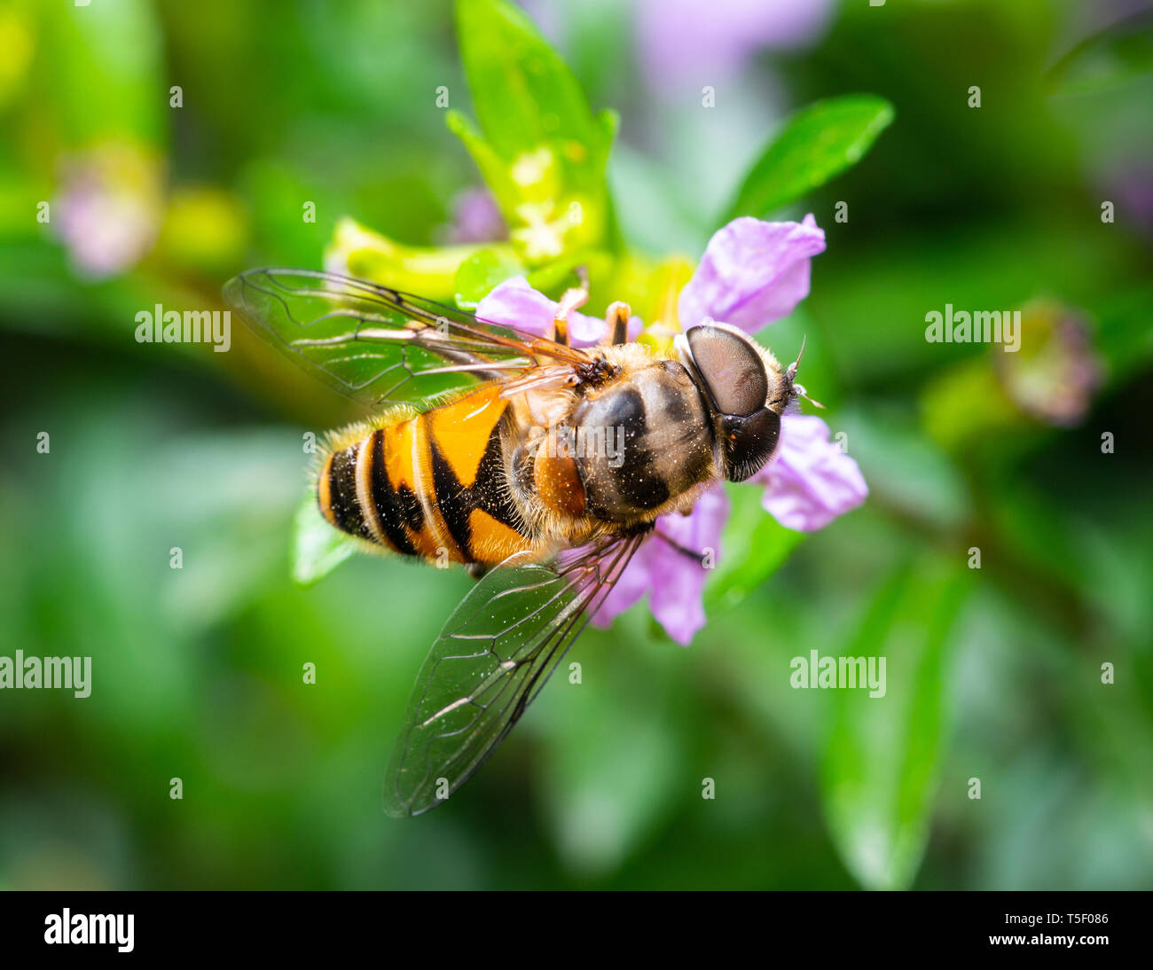 Makroaufnahme einer Biene essen Pollen aus einem falschen Heidekraut Blume Stockfoto
