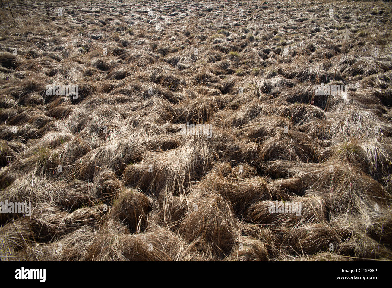 Trockenes Gras auf der Wiese, Brandgefahr, Dürre bedroht, Feuer, Dürre in Felder, Gras, Brennen, Wiesen und Sümpfen Stockfoto