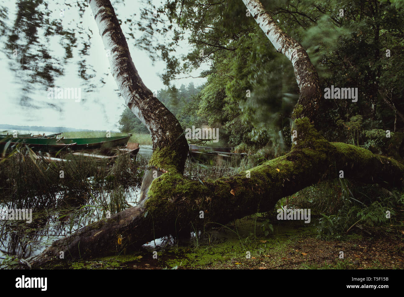 Birke, Baum überwachsen mit Moss bei Sturm und Wind in der Nähe der See, im Hintergrund der verstreuten Blätter, Reed und Boote aus Holz, Langzeitbelichtung Stockfoto