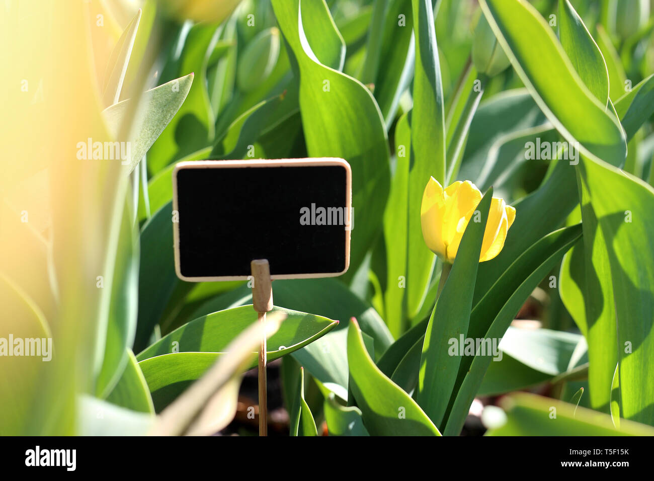 Ein Patch der Tulpen. Frühling im Garten, blühende Blumen. Eine Komposition in den Garten mit einem Schild auf den Text Stockfoto