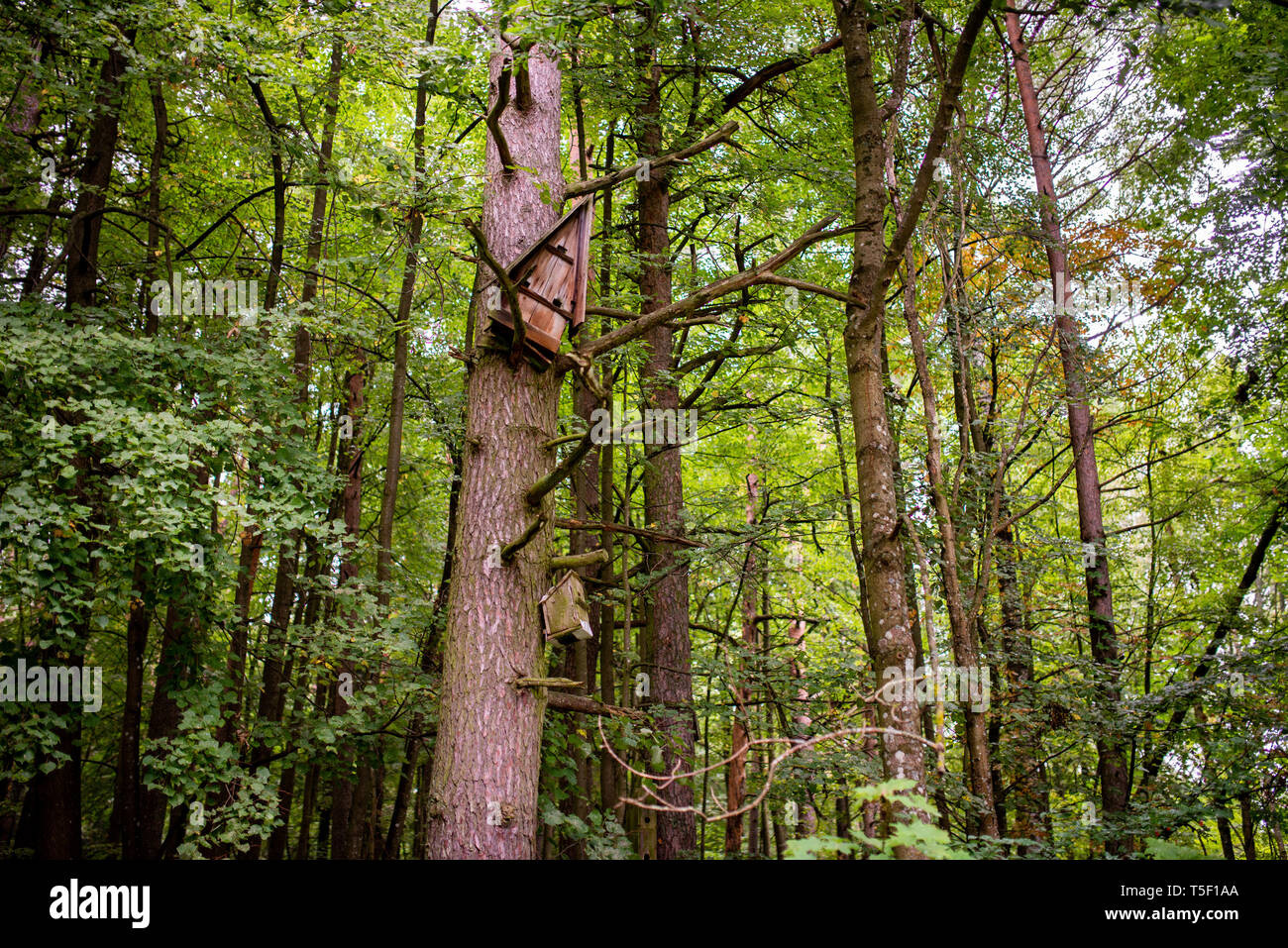 Vogelhaus auf einem Baum im Wald unter Bäumen, Nistkasten, Brutzeit der Vögel, vogel Schutz Stockfoto