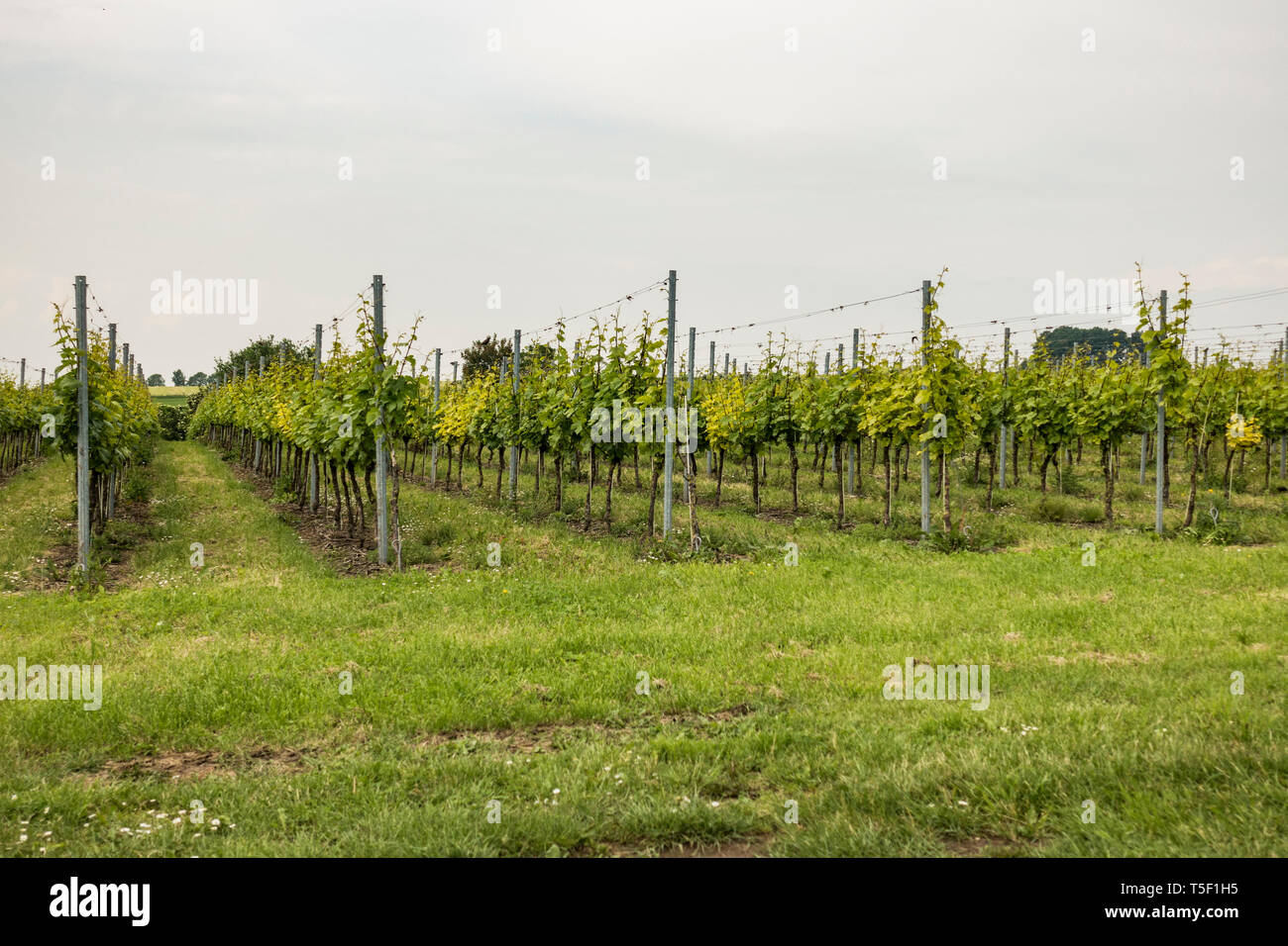 Ein niederländischer Weinberg auf den sanften Hügeln in den südlichen Niederlanden, Limburg, Europa. Stockfoto