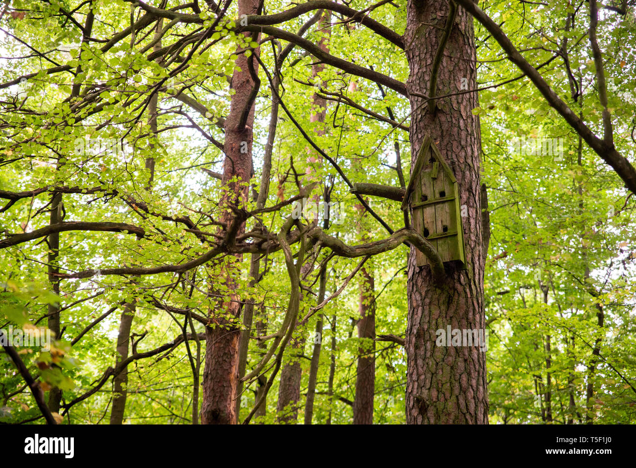 Vogelhaus auf einem Baum im Wald unter Bäumen, Nistkasten, Brutzeit der Vögel, vogel Schutz Stockfoto