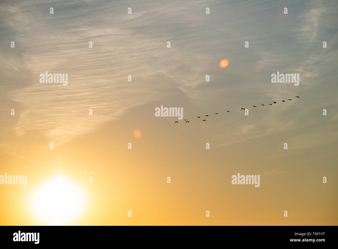 Vogelzug, fliegende Kraniche (Grus Grus) im sonnigen Himmel bei Sonnenuntergang. Brutzeit von Vögeln, Biebrza Nationalpark, Polen. Stockfoto