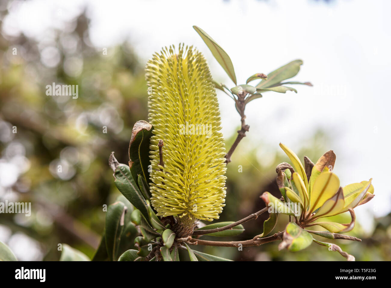 Gelb blühende einheimische australische Strauch oder Küsten Banksia Banksia Intergifolia. Stockfoto