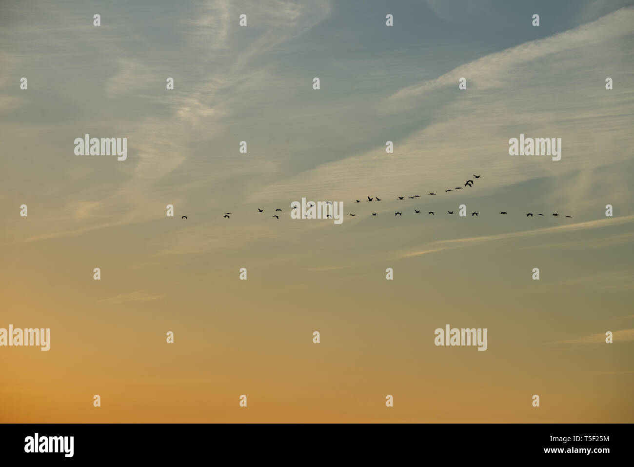 Vogelzug, fliegende Kraniche (Grus Grus) im sonnigen Himmel bei Sonnenuntergang. Brutzeit von Vögeln, Biebrza Nationalpark, Polen. Stockfoto