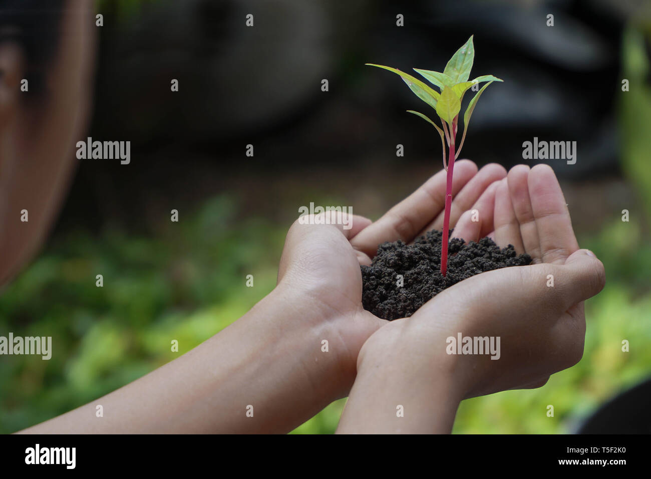 Menschliche Hände halten Grüne Pflanze mit Erde über Natur Hintergrund Stockfoto