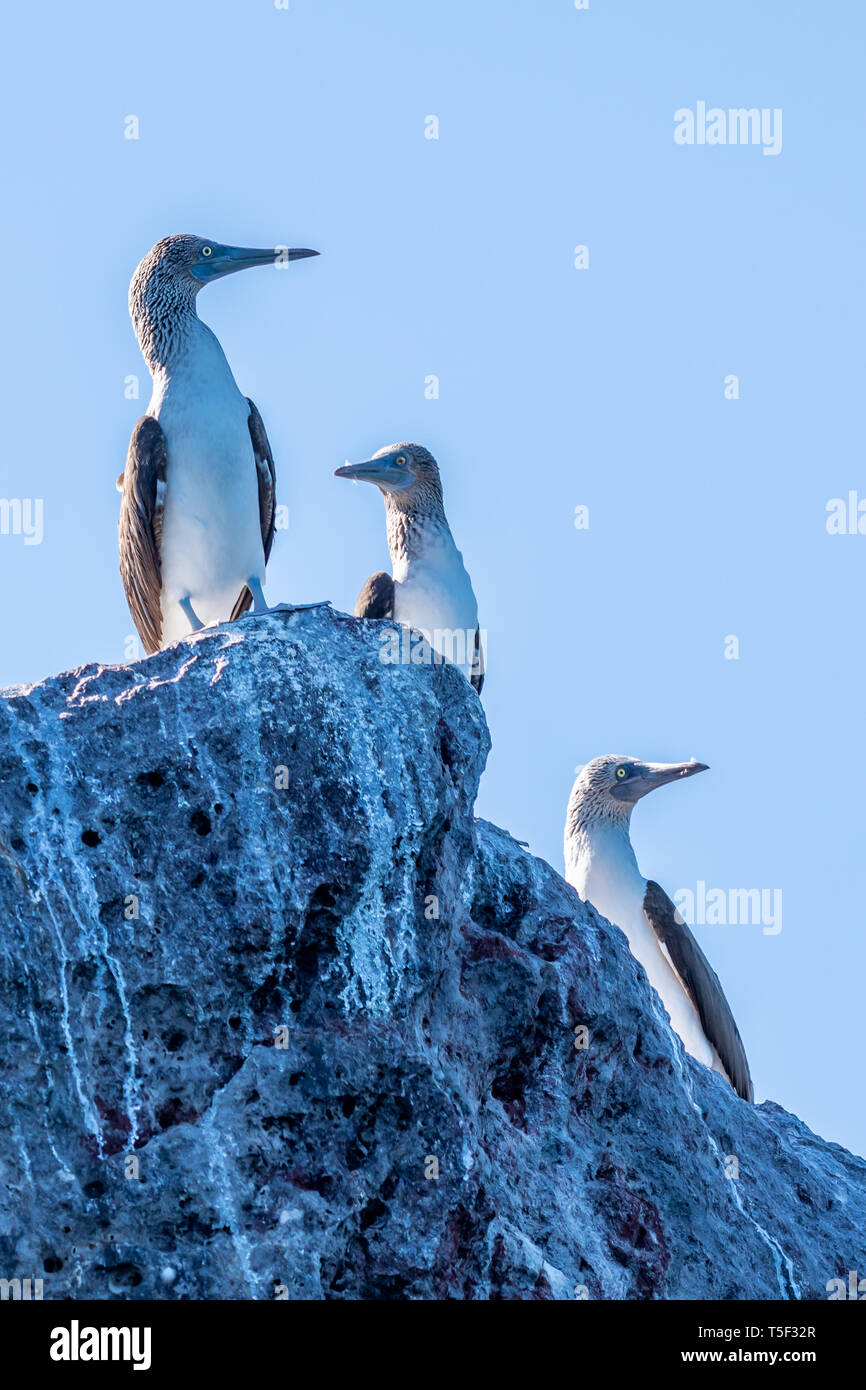 Drei Blaufußtölpel (Sula nebouxii) auf einem Felsen an der Küste von Baja California, Mexiko thront. Stockfoto