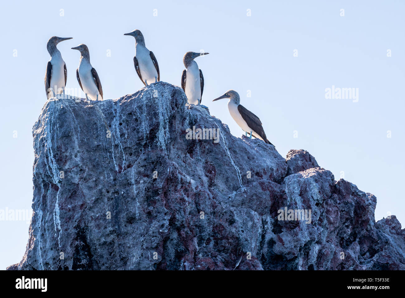 Fünf Blaufußtölpel (Sula nebouxii) auf einem Felsen an der Küste von Baja California, Mexiko thront. Stockfoto