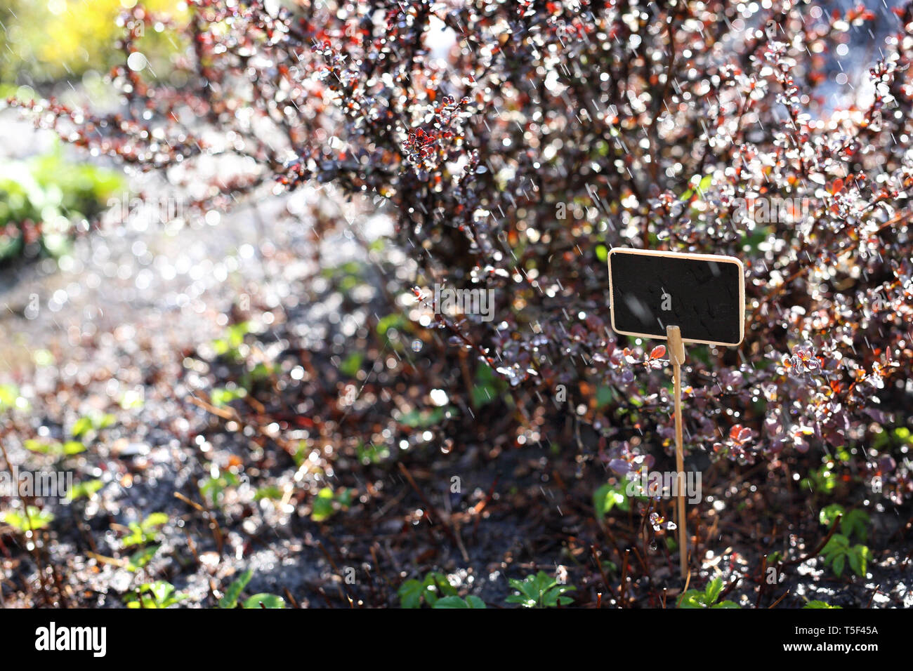 Garten pflanzen Pflege, dekorative Strauch in Regen fällt. Stockfoto