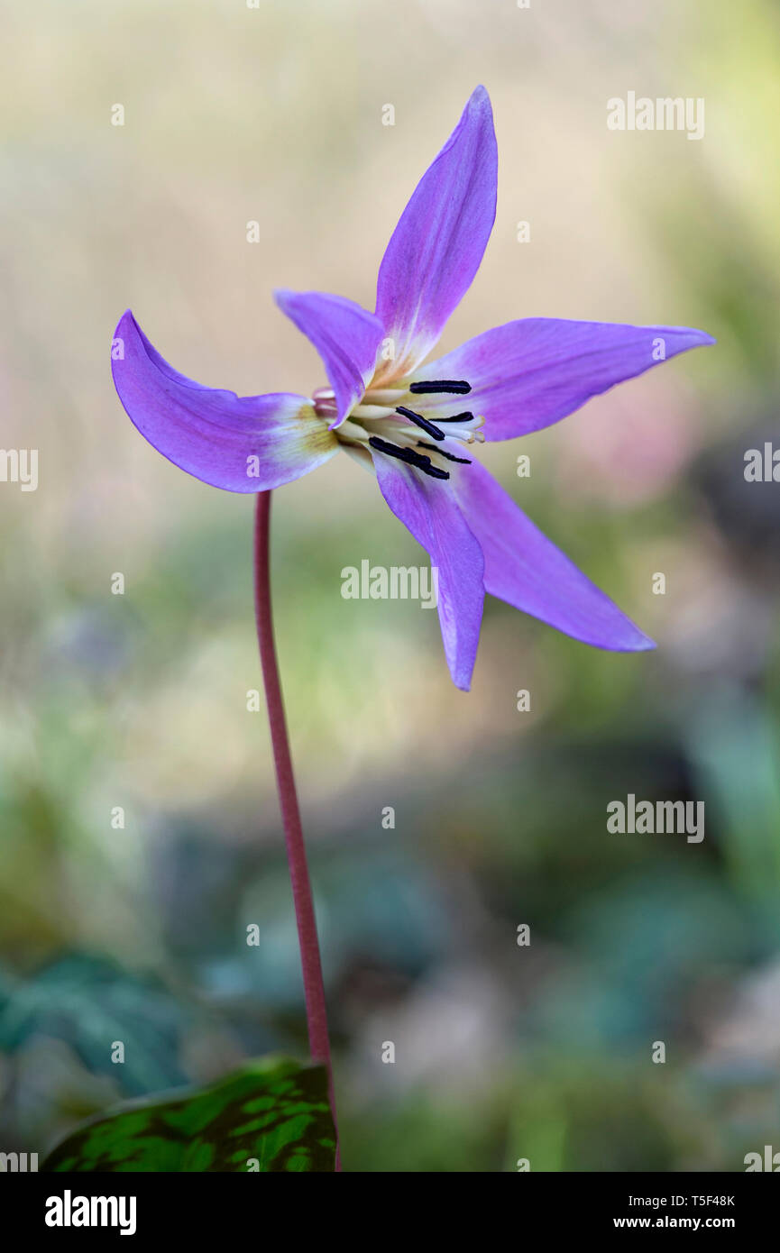 Dogtooth violet (Erythronium dens-canis), Lily Familie (Liliaceae), Switzerlandspring, Frühling, Rosa, Blüte, Blüten, Stockfoto