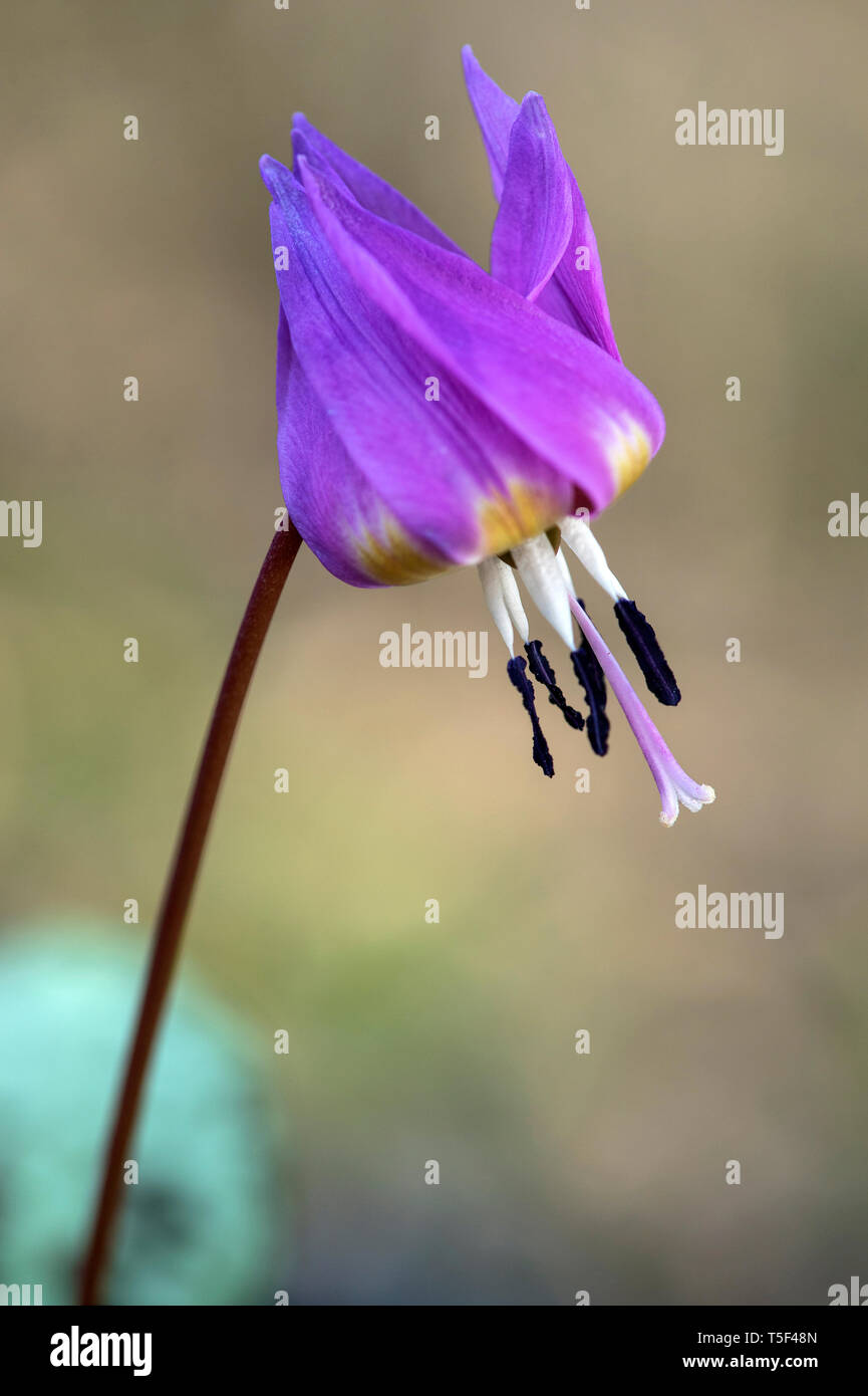 Dogtooth violet (Erythronium dens-canis), Lily Familie (Liliaceae), Switzerlandspring, Frühling, Rosa, Blüte, Blüten, Stockfoto