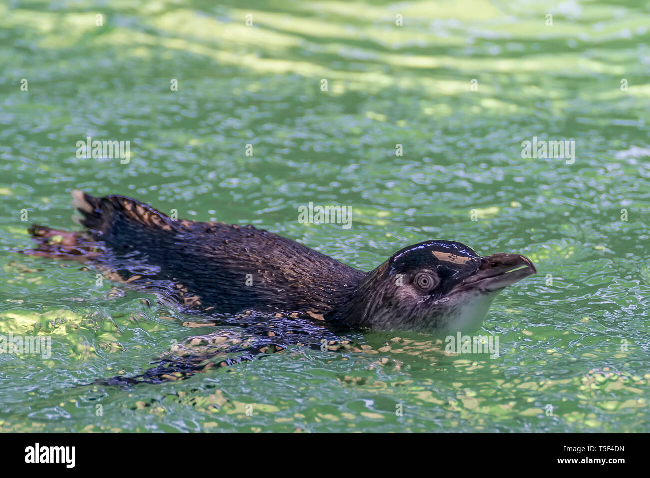 Süße kleine Pinguin schwimmt an Penguin Island, Rockingham Western Australia Stockfoto