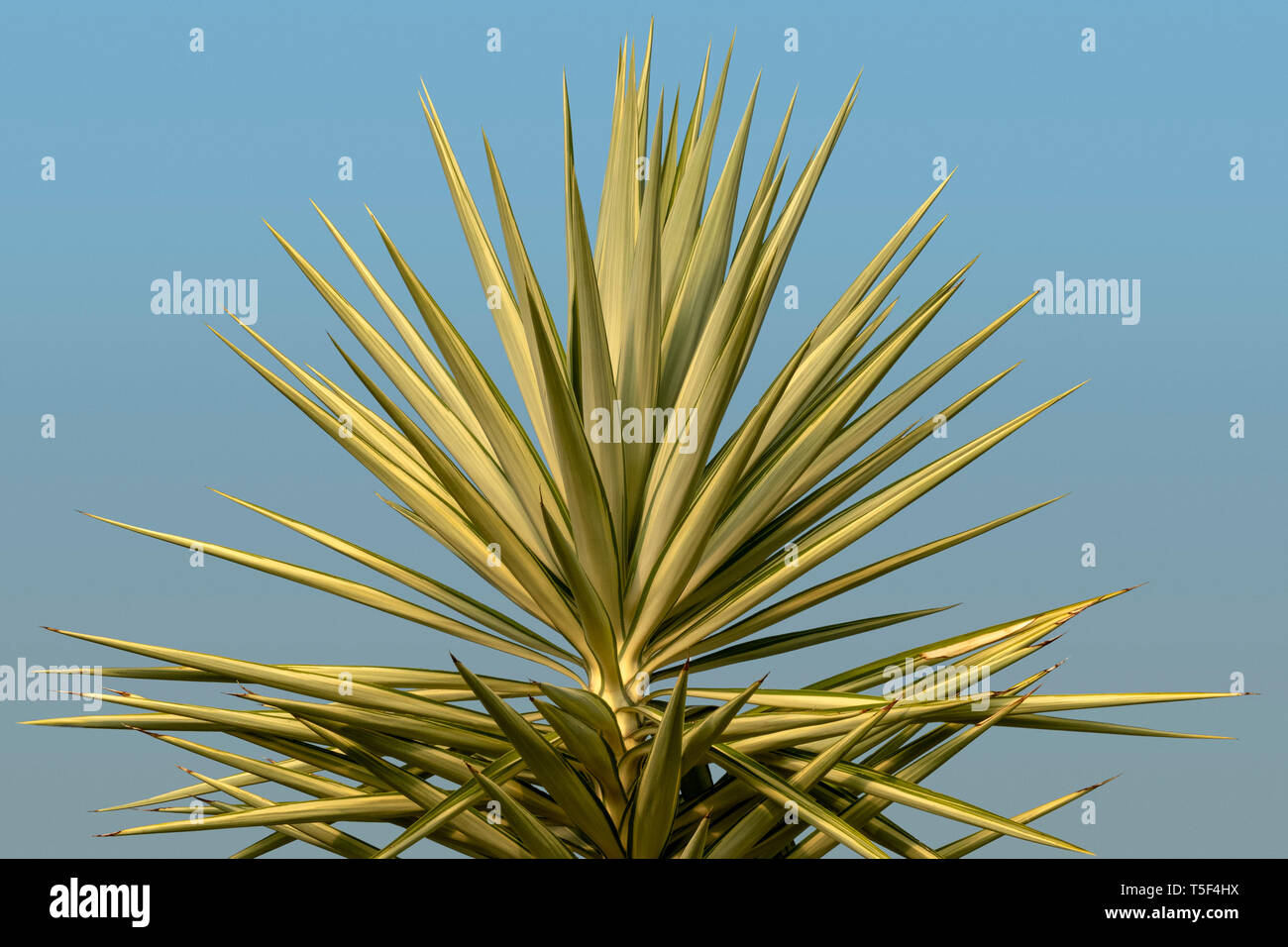 Schließen u einer Yucca elephantipes gegen einen hellblauen Himmel Stockfoto