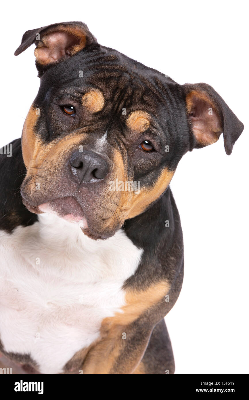 American Bully vor einem weißen Hintergrund Stockfoto