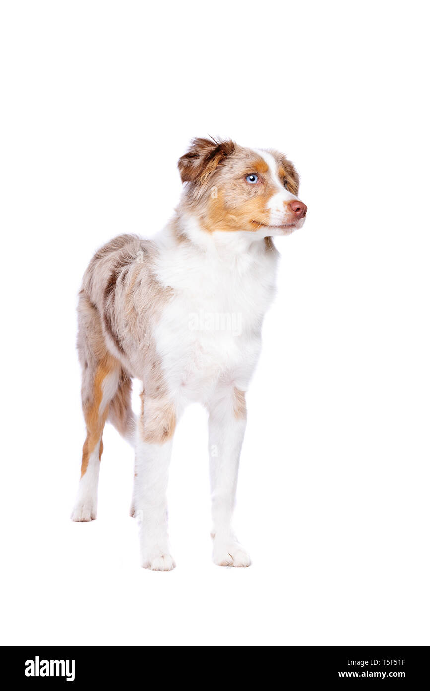 Red merle Miniature American Shepherd vor einem weißen Hintergrund Stockfoto