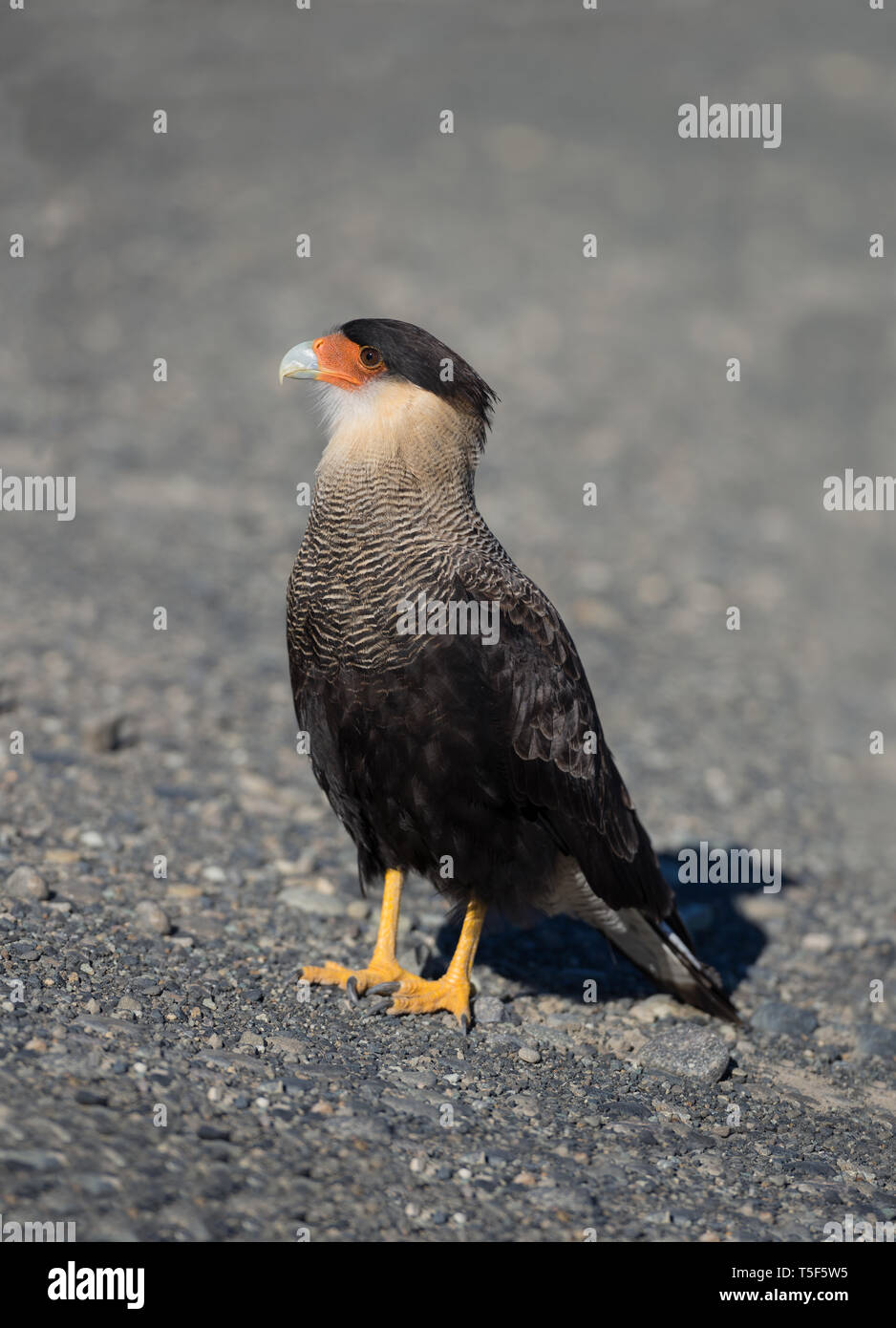 (Südliche Karakara Karakara plancus), Los Glaciares NP, Argentinien Stockfoto