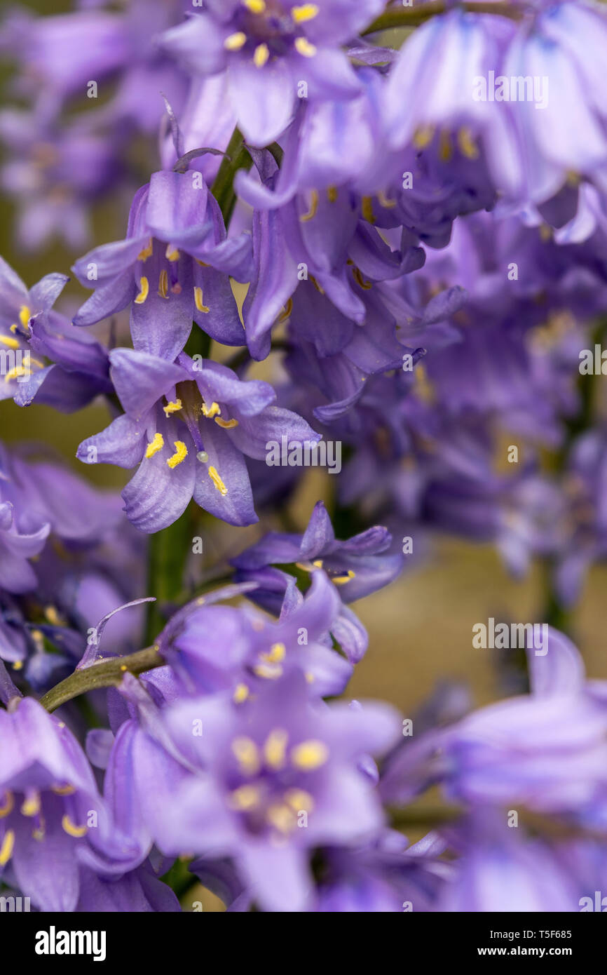 Ein Büschel des Spanischen Bluebells dachte, invasive und Kreuzen mit dem nativen Glockenblumen. Spanisch Bluebells haben Blumen alle um die Stiele Stockfoto