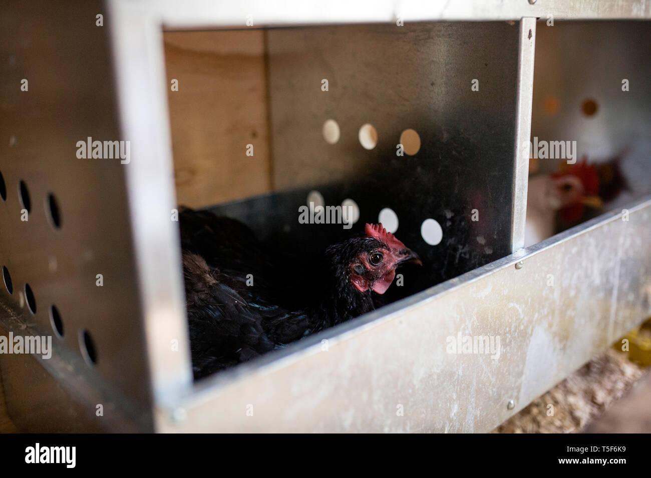 Schwarze Henne sitzt im Nistkasten auf den Eiern Stockfoto