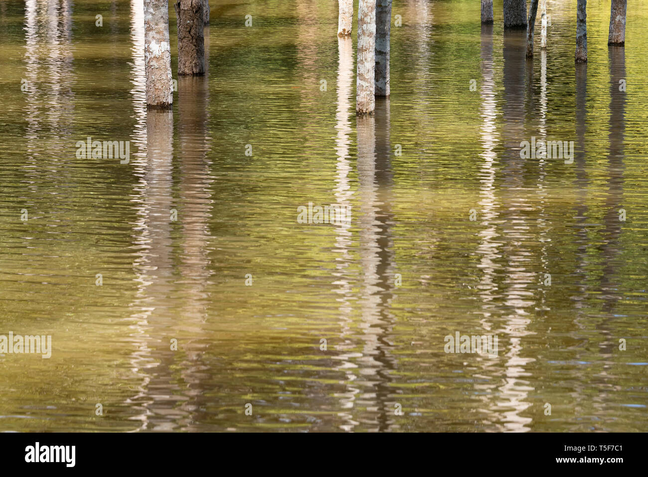 Baumstämme und ihre Spiegelungen im Wasser Stockfoto