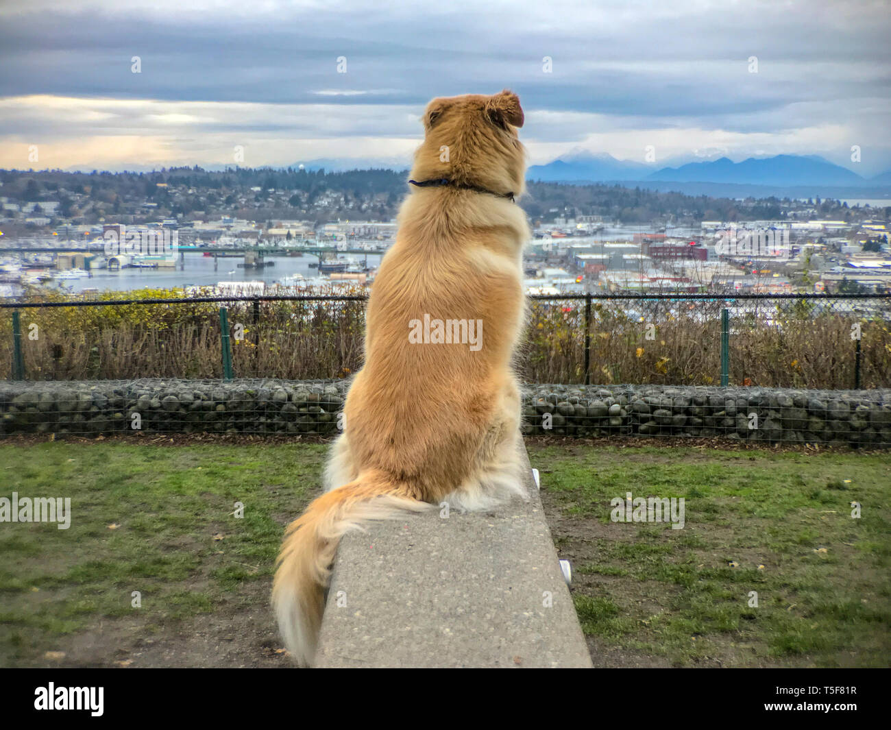 Hund sitzt im Park in die Ferne suchen Stockfoto