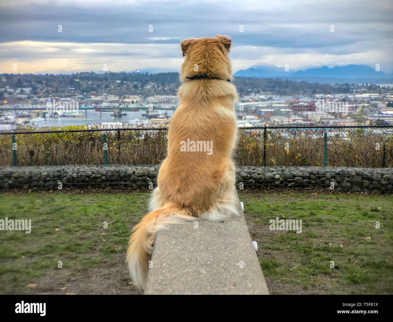 Hund sitzt im Park in die Ferne suchen Stockfoto
