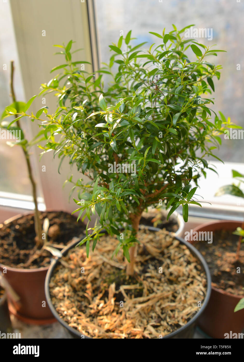 immergrüne zimmerpflanze mit 6 buchstaben Eukalyptus kaufen - Eucalyptus Gunnii Duftpflanze Ø:19 H:50 cm main image 1