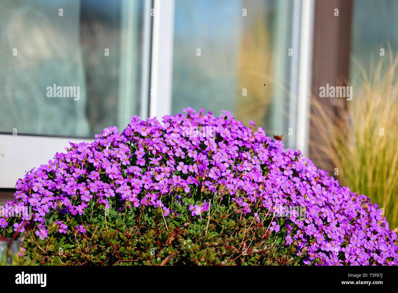 Purple groundcover aubretia Blume Stockfoto