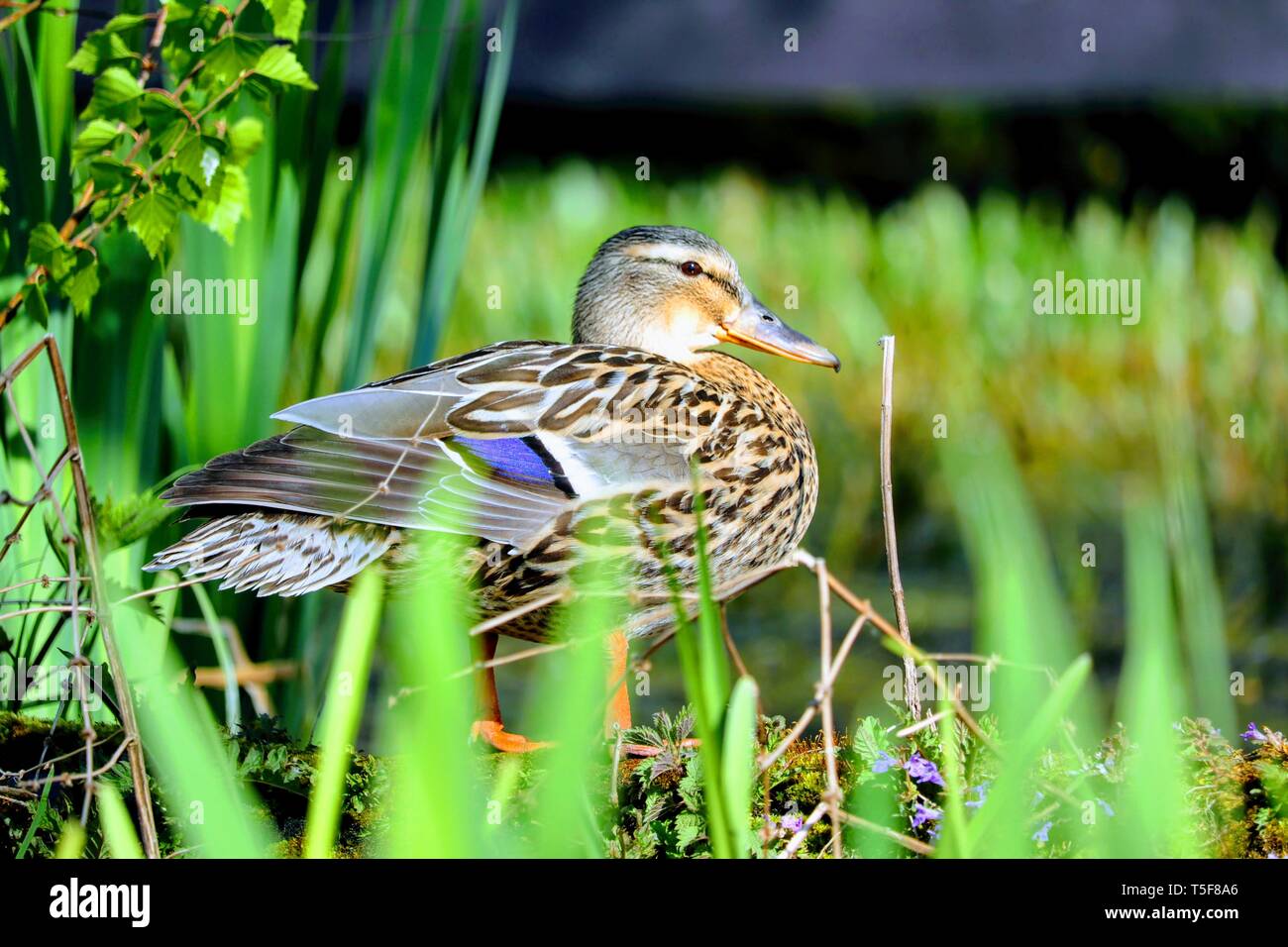 Schöne weibliche Ente an einem See Stockfoto