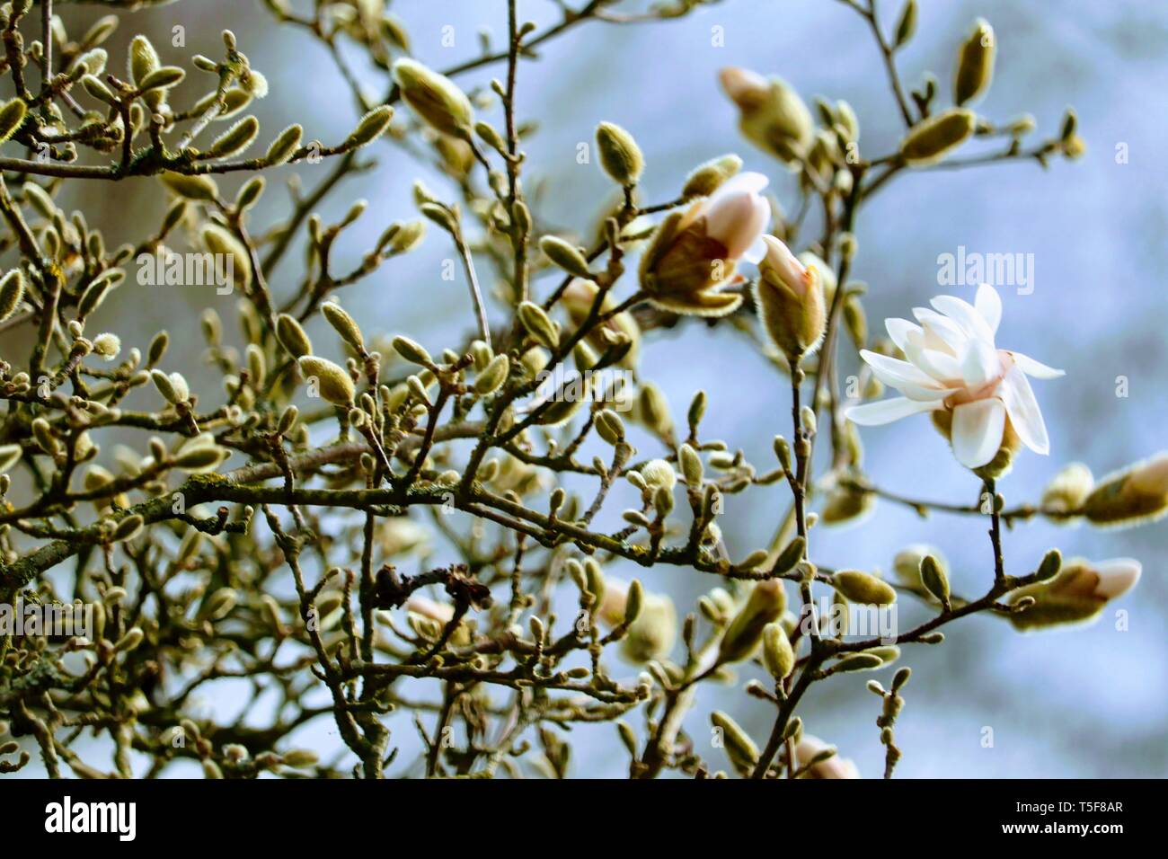 Schöne Sterne Magnolia im Frühjahr mit gutem Wetter Stockfoto