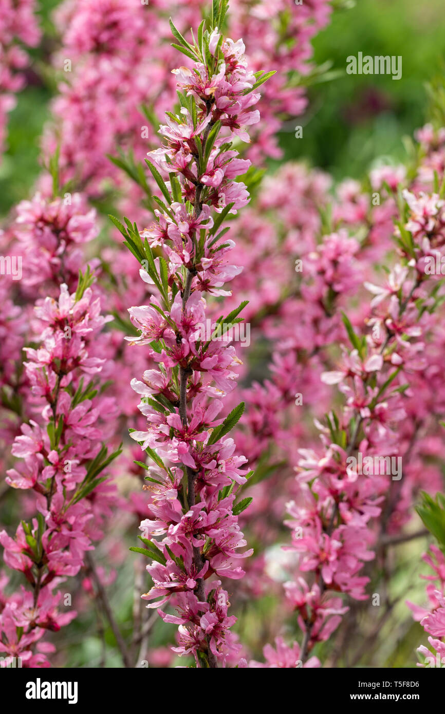 Close Up Prunus tenella „Fire Hill“ - russische Zwergmandeln blühen im Frühjahr in einem englischen Garten, England, Großbritannien Stockfoto