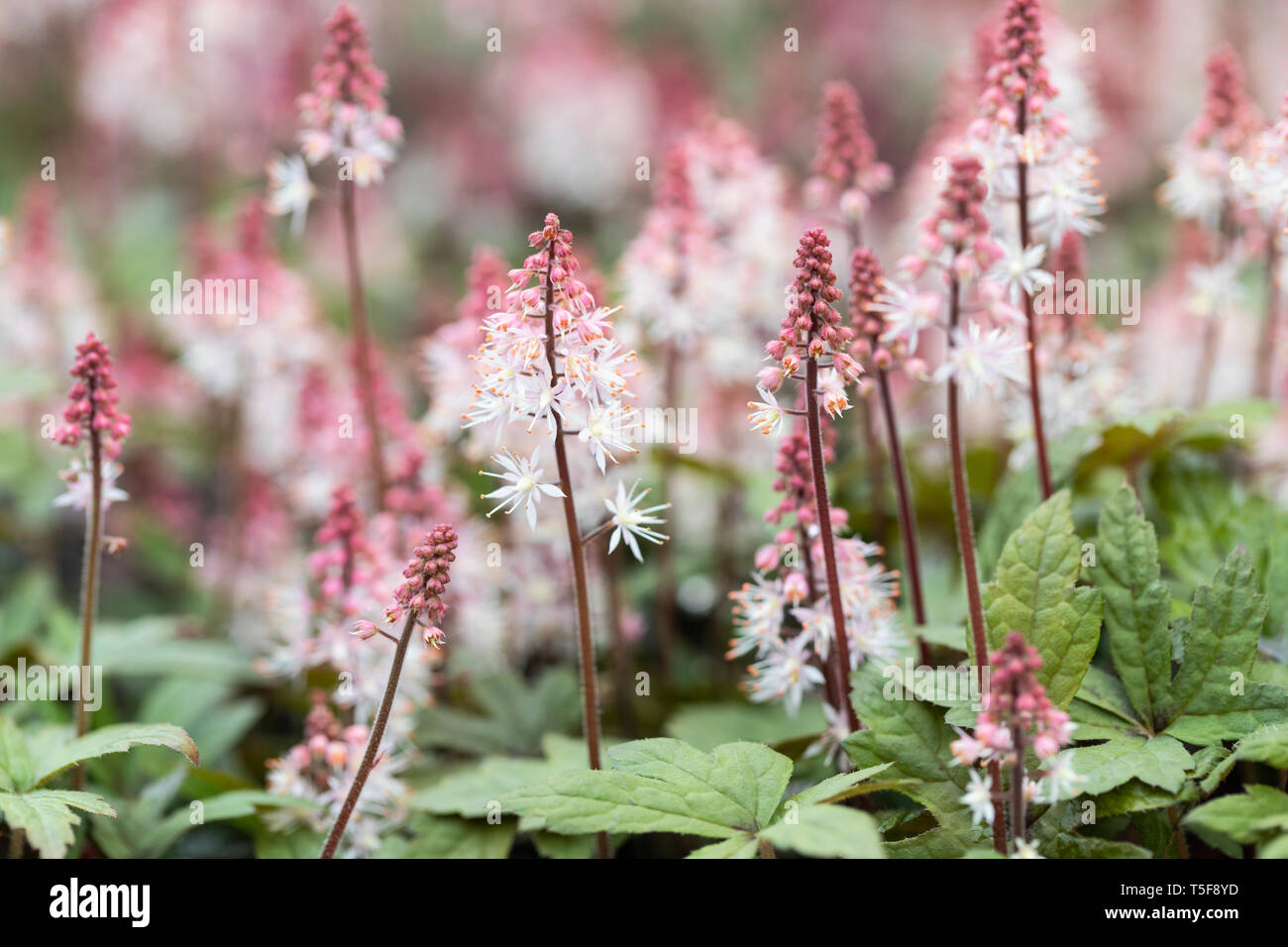 Nahaufnahme von Tiarella Raspberry Sundae, die im April blüht, England, Großbritannien Stockfoto