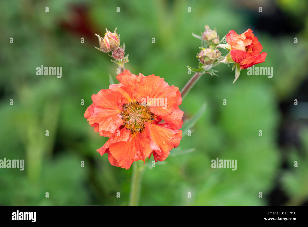 Nahaufnahme von Geum Scarlet Tempest fotografierte Nach dem Regen Stockfoto