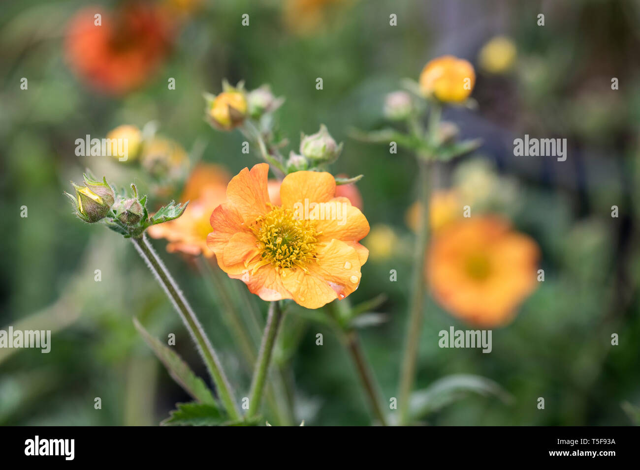 Nahaufnahme von Geum Totally Tangerine Blüte in einen Englischen Garten. Nach dem Regen fotografiert. Stockfoto