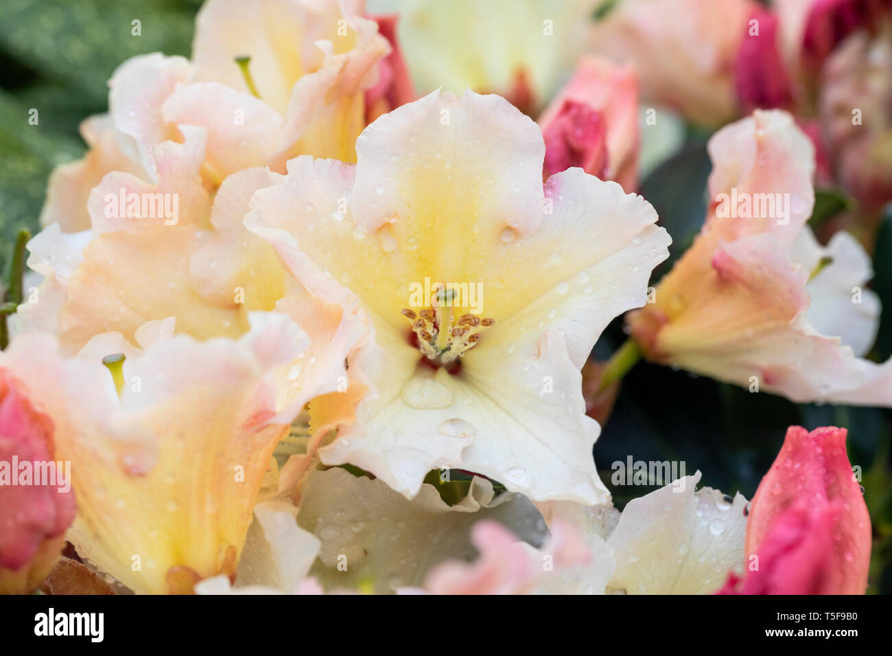 Nahaufnahme von Rhododendron Horizon Monarch, einem immergrün blühenden Sträucher, der im April nach Regen in einem englischen Garten blüht, England, Großbritannien Stockfoto