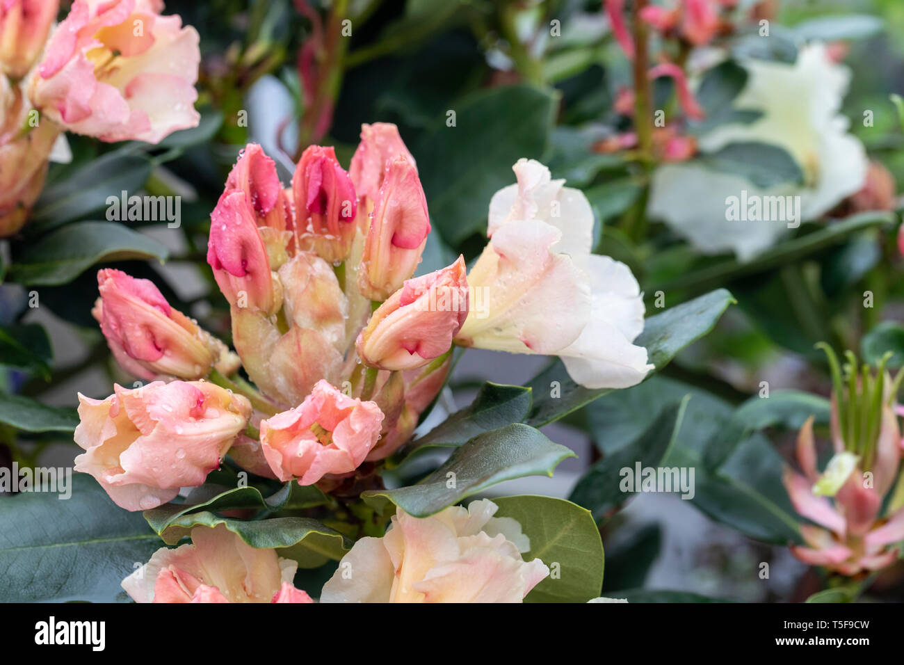 Nahaufnahme von Rhododendron Horizon Monarch, einem immergrün blühenden Sträucher, der im April nach Regen in einem englischen Garten blüht, England, Großbritannien Stockfoto