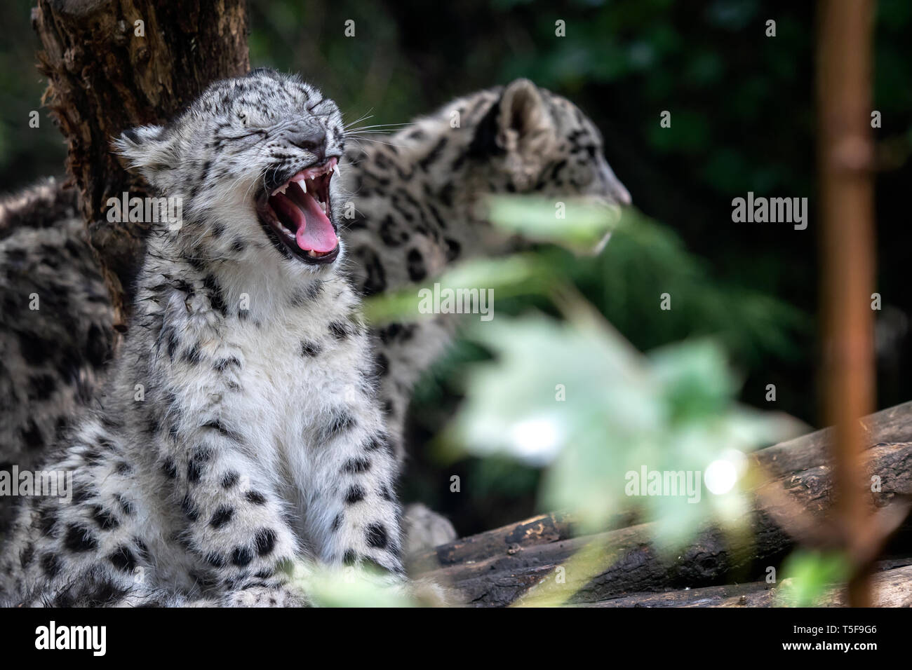 Snow Leopard cub, Panthera uncia Stockfoto