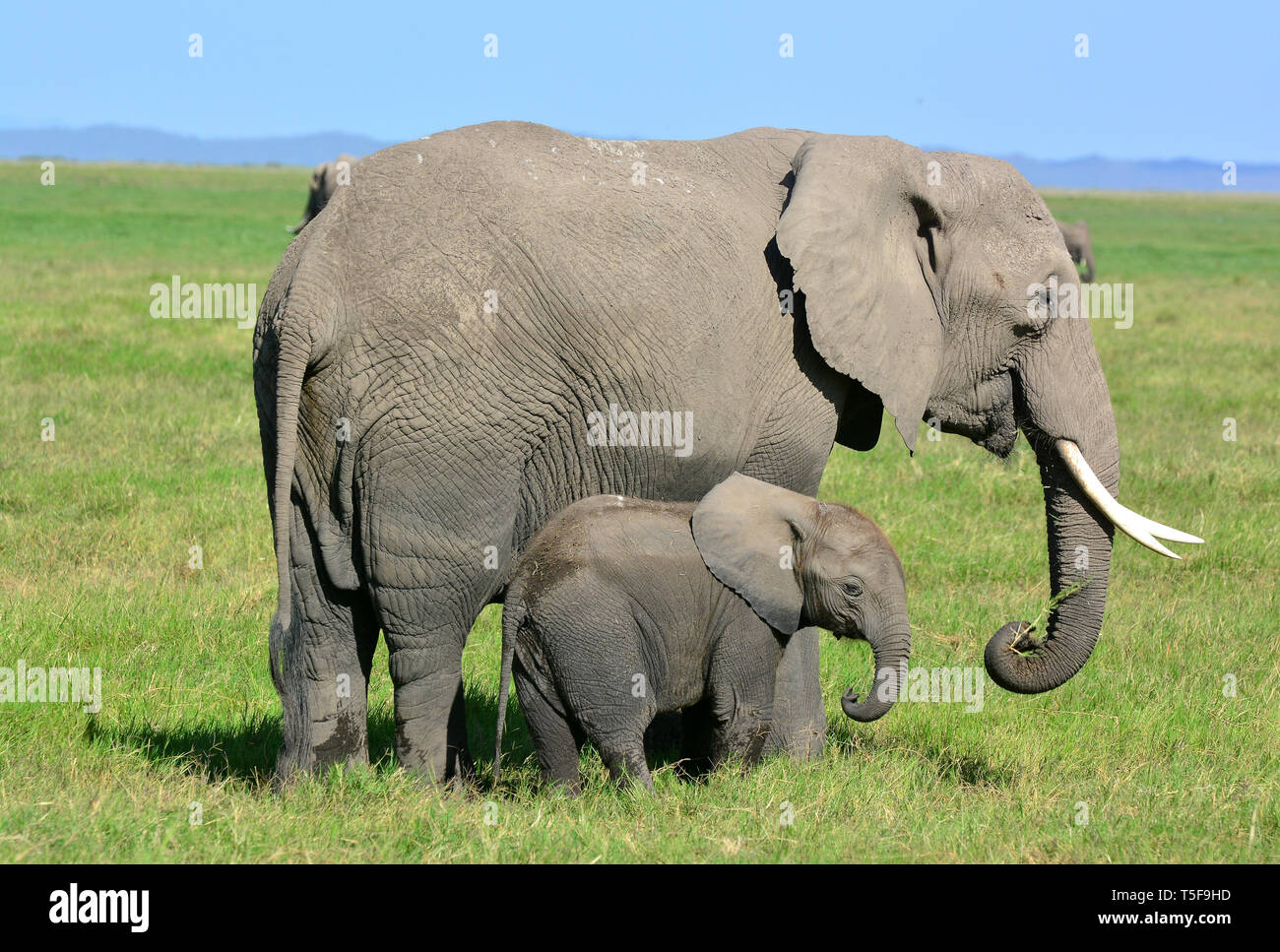 Afrikanischen Busch Elefanten, der Afrikanischen Savanne Betriebsprüfungen in Elefant, Elefant, Loxodonta africana, afrikai elefánt Stockfoto