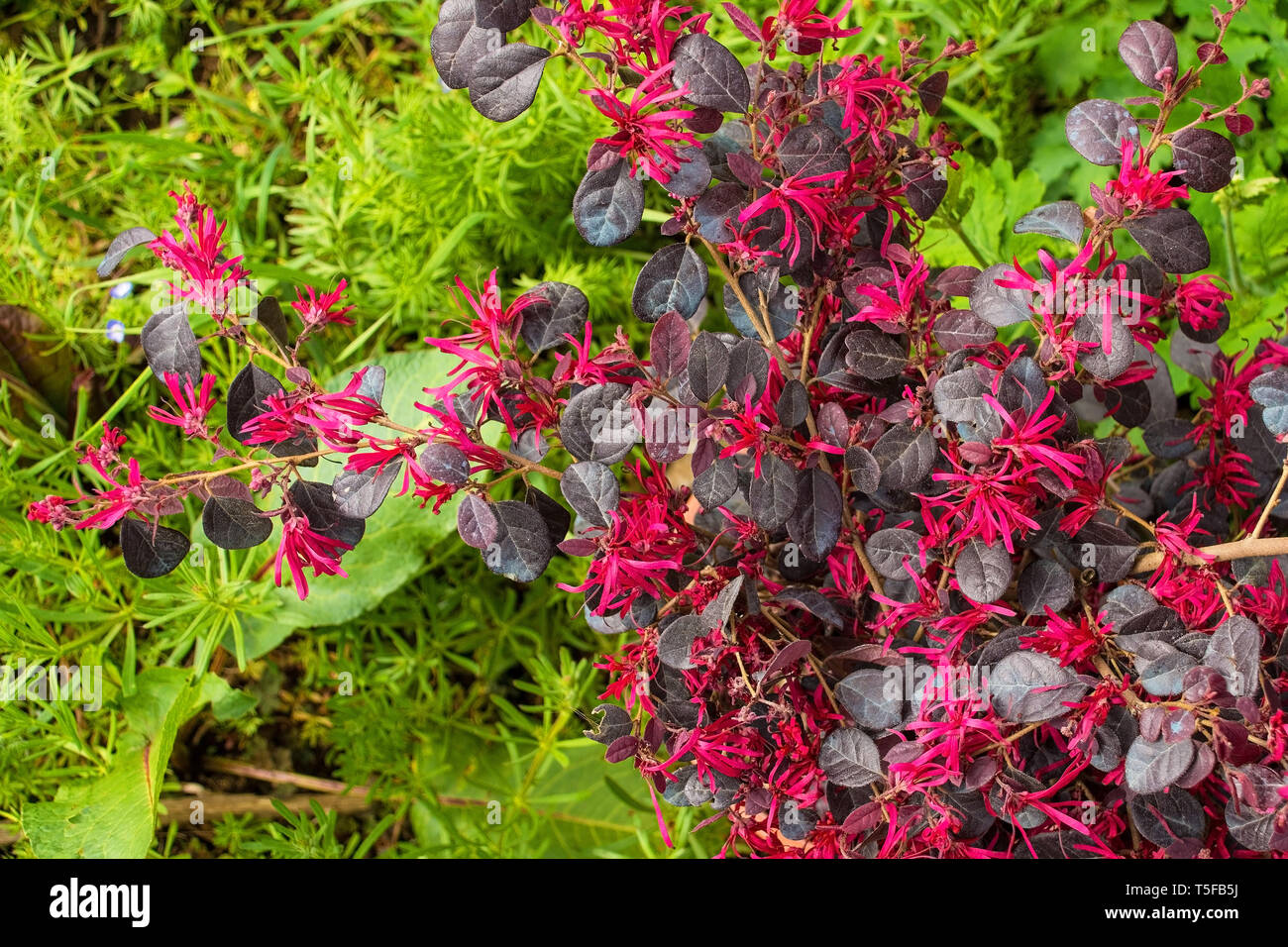 Blätter und Blüten auf einem Loropetalum Chinense Pflanze in Nord-Ost Italien wachsen. Dieser immergrüne Strauch wird gemeinhin als Loropetalum, Chinesisch Fringe bekannt Stockfoto