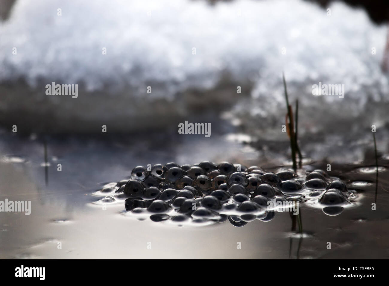 Braun Frosch (Rana temporaria) Eier (frogspawn) im Teich, wo das Eis