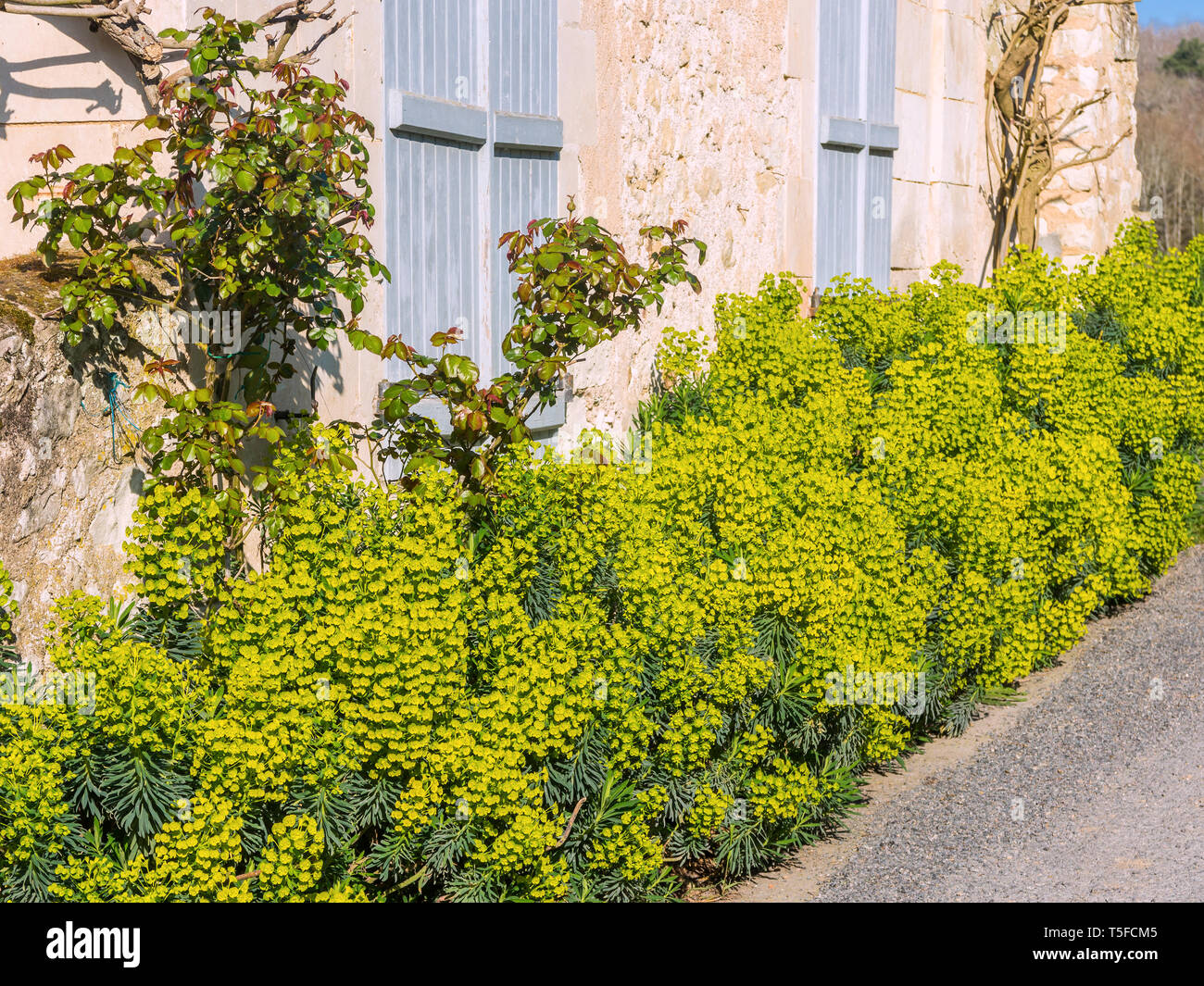 Blühende Euphorbia Pflanzen - Frankreich. Stockfoto