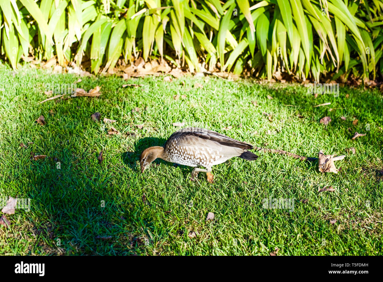 Australische Holz Ente, Beweidung auf einem Rasen, isoliert Stockfoto