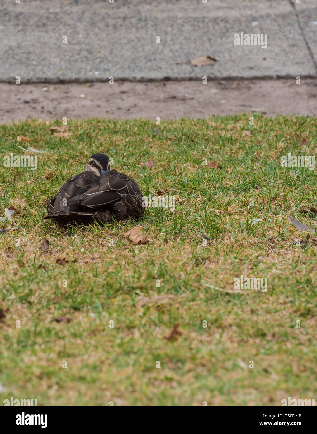 Pacific Black Duck ruht auf dem Gras Stockfoto
