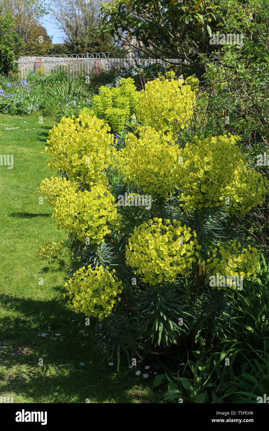 Albanische Wolfsmilch (Euphorbia Characias) im Kipling Garten, Rottingdean, Brighton, Großbritannien Stockfoto